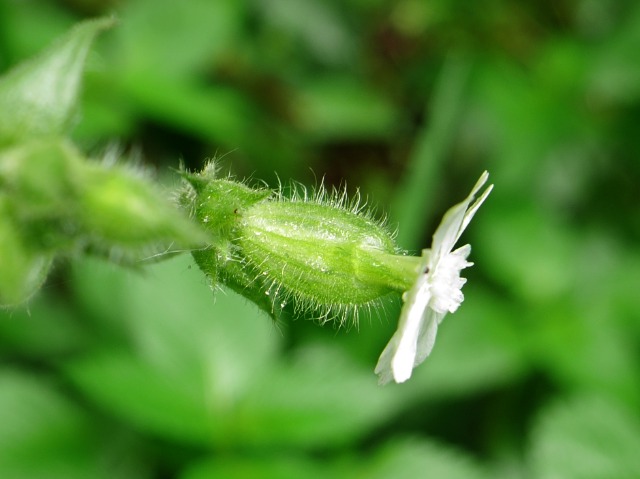 Silene latifolia subsp. alba 
