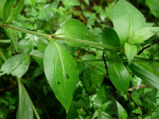 Silene latifolia subsp. alba 