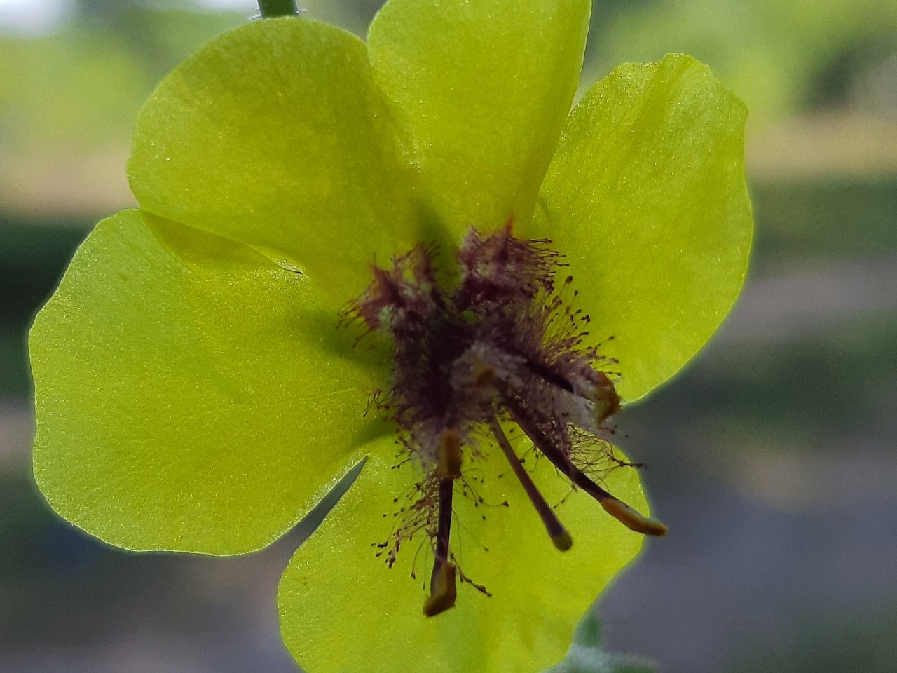 Verbascum blattaria