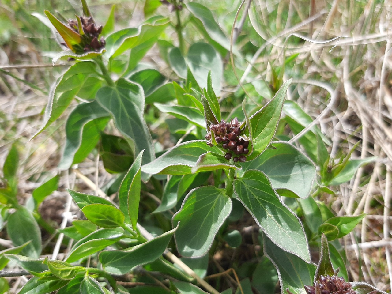 Vincetoxicum fuscatum