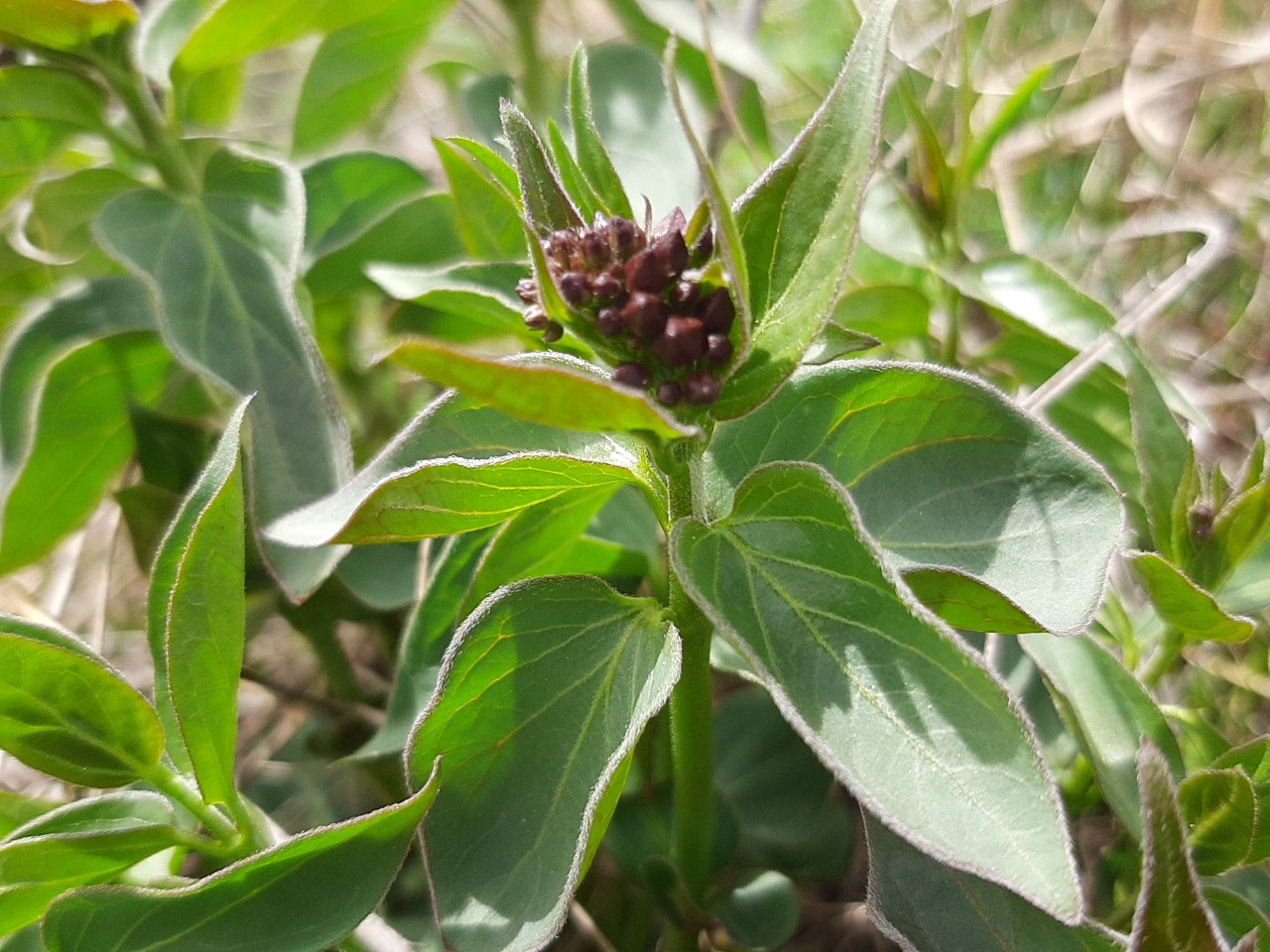Vincetoxicum fuscatum