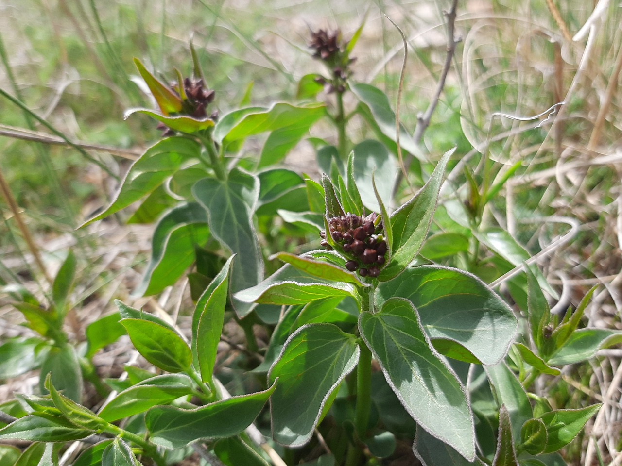 Vincetoxicum fuscatum