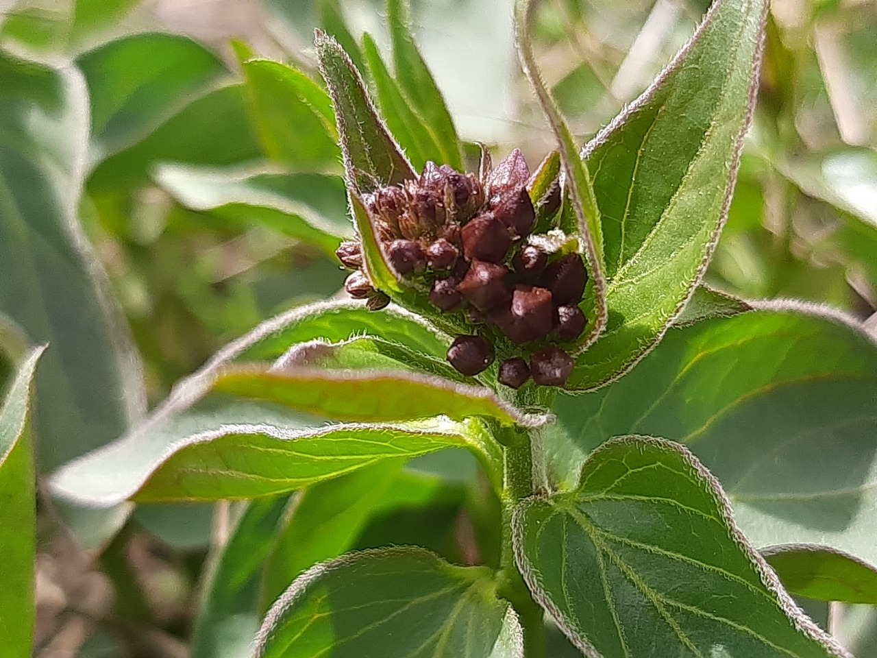 Vincetoxicum fuscatum