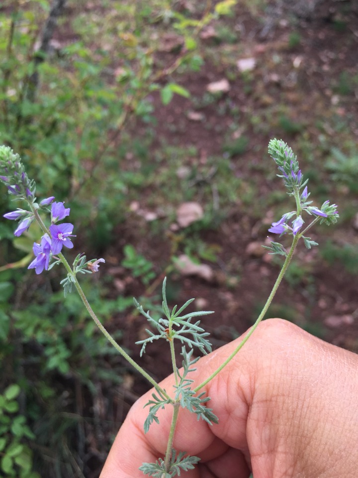 Veronica jacquinii