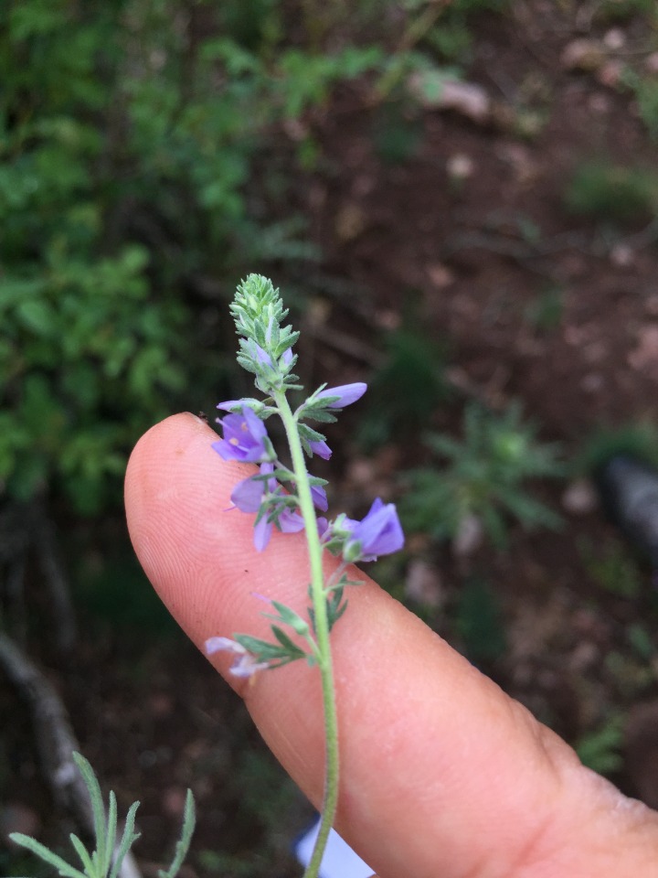 Veronica jacquinii