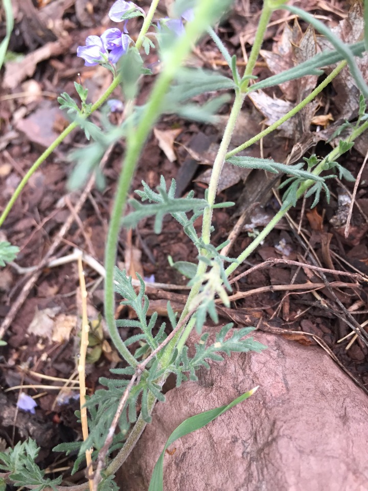 Veronica jacquinii