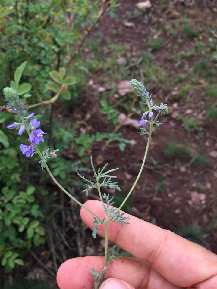 Veronica jacquinii