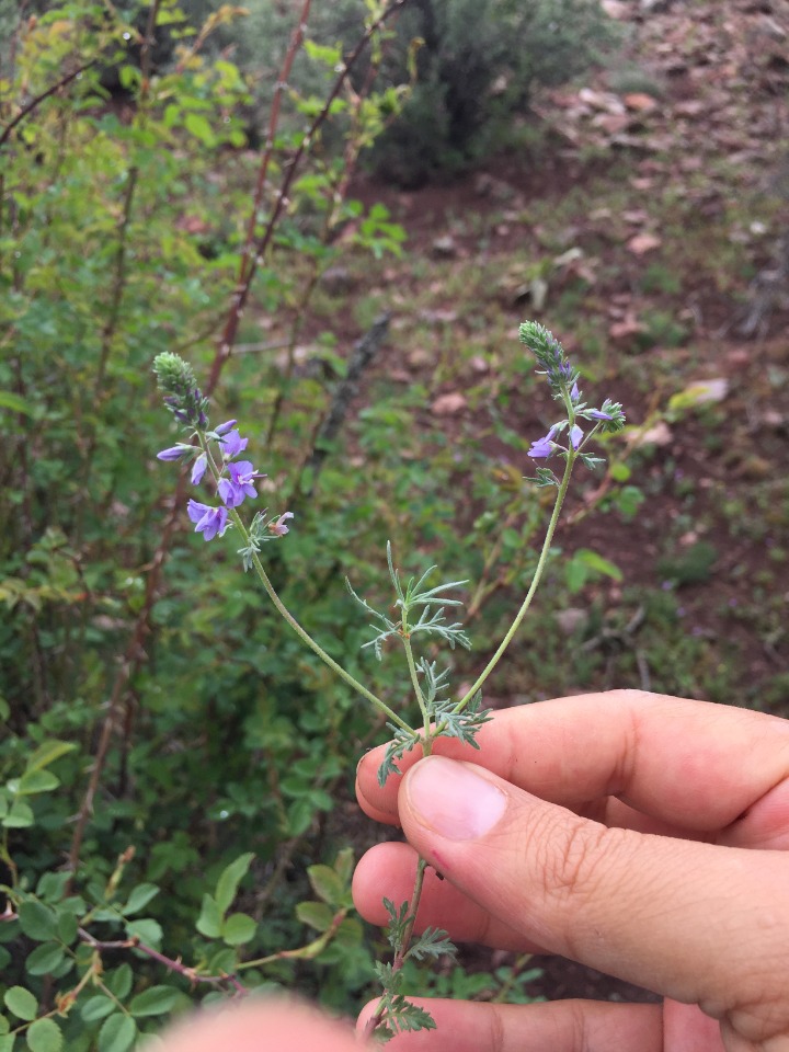 Veronica jacquinii