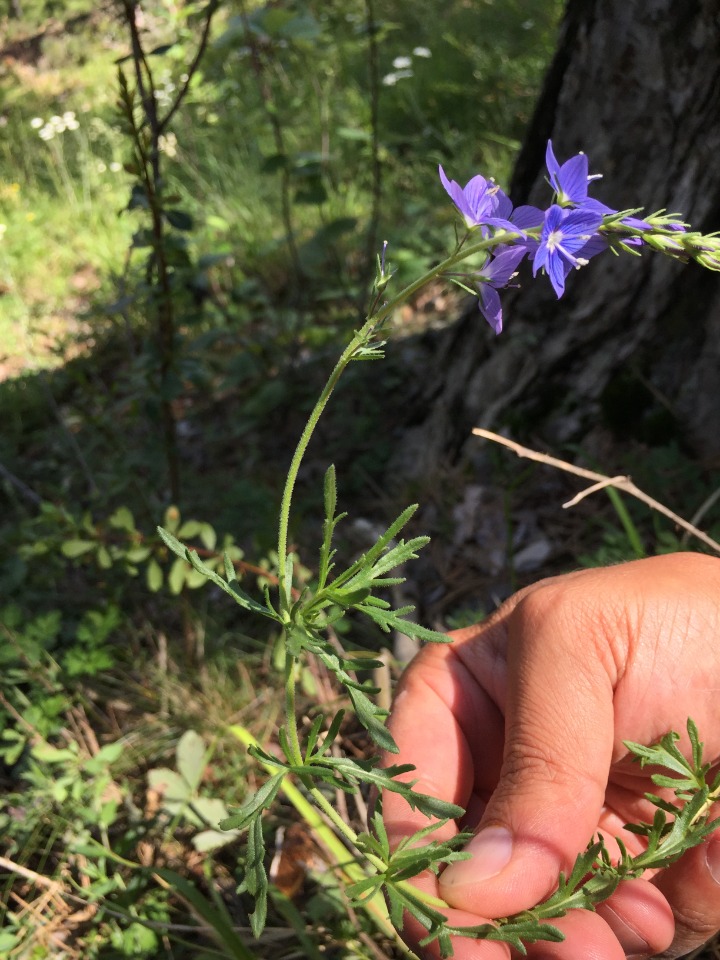 Veronica jacquinii