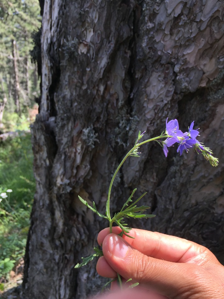 Veronica jacquinii