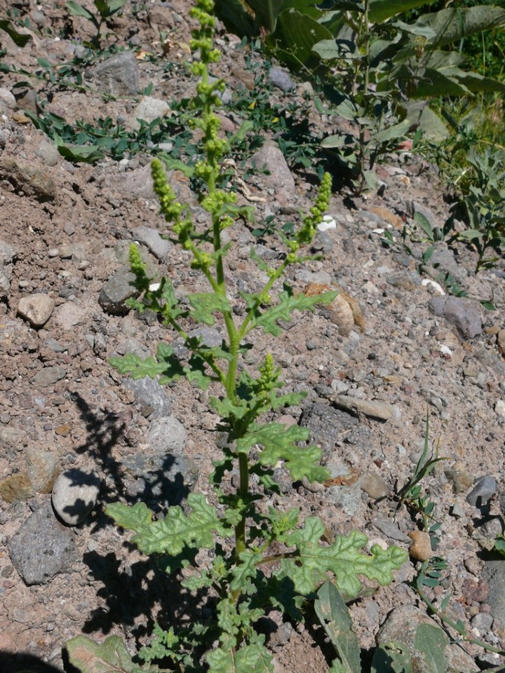 Chenopodium botrys