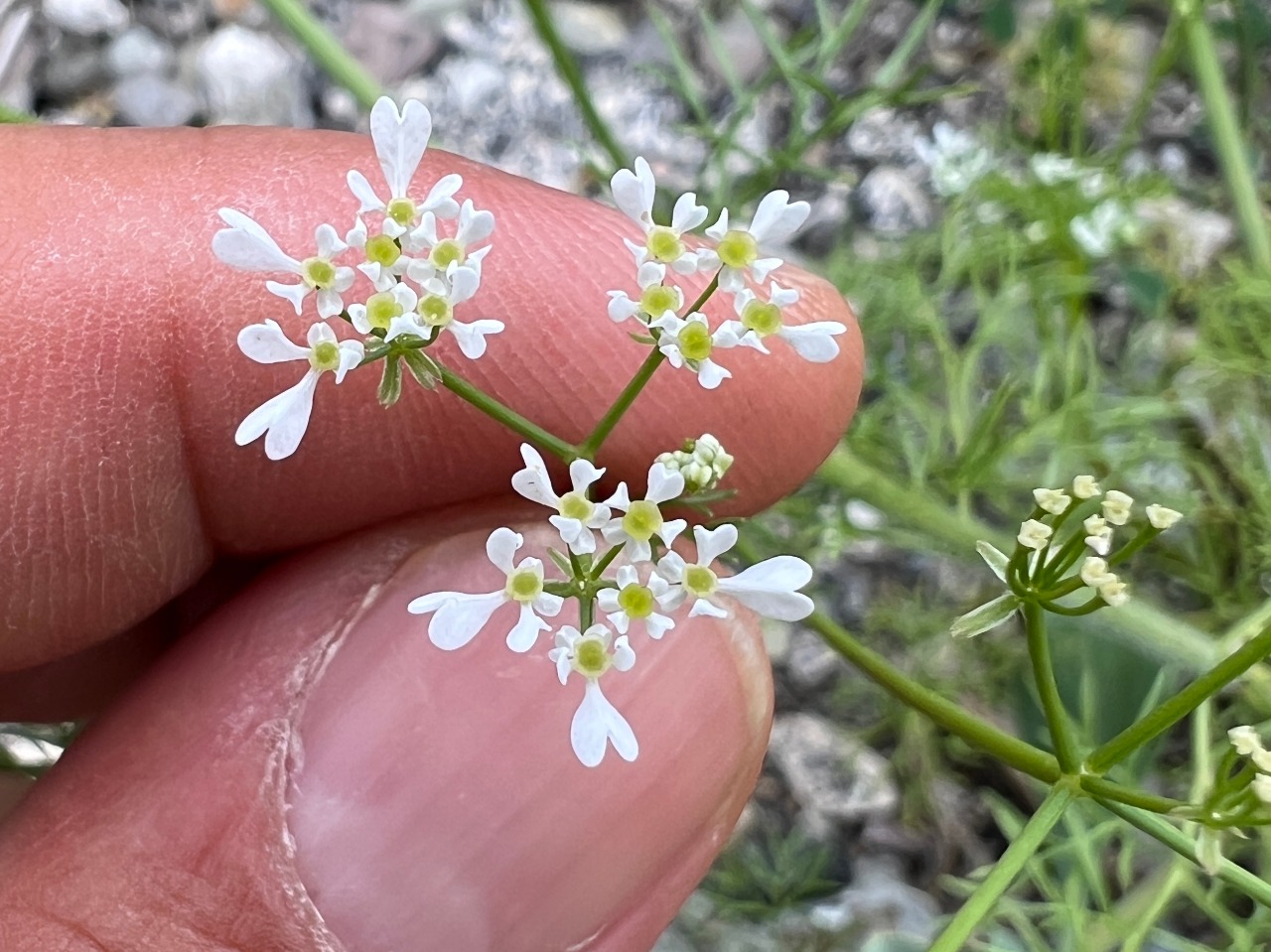 Scandix iberica