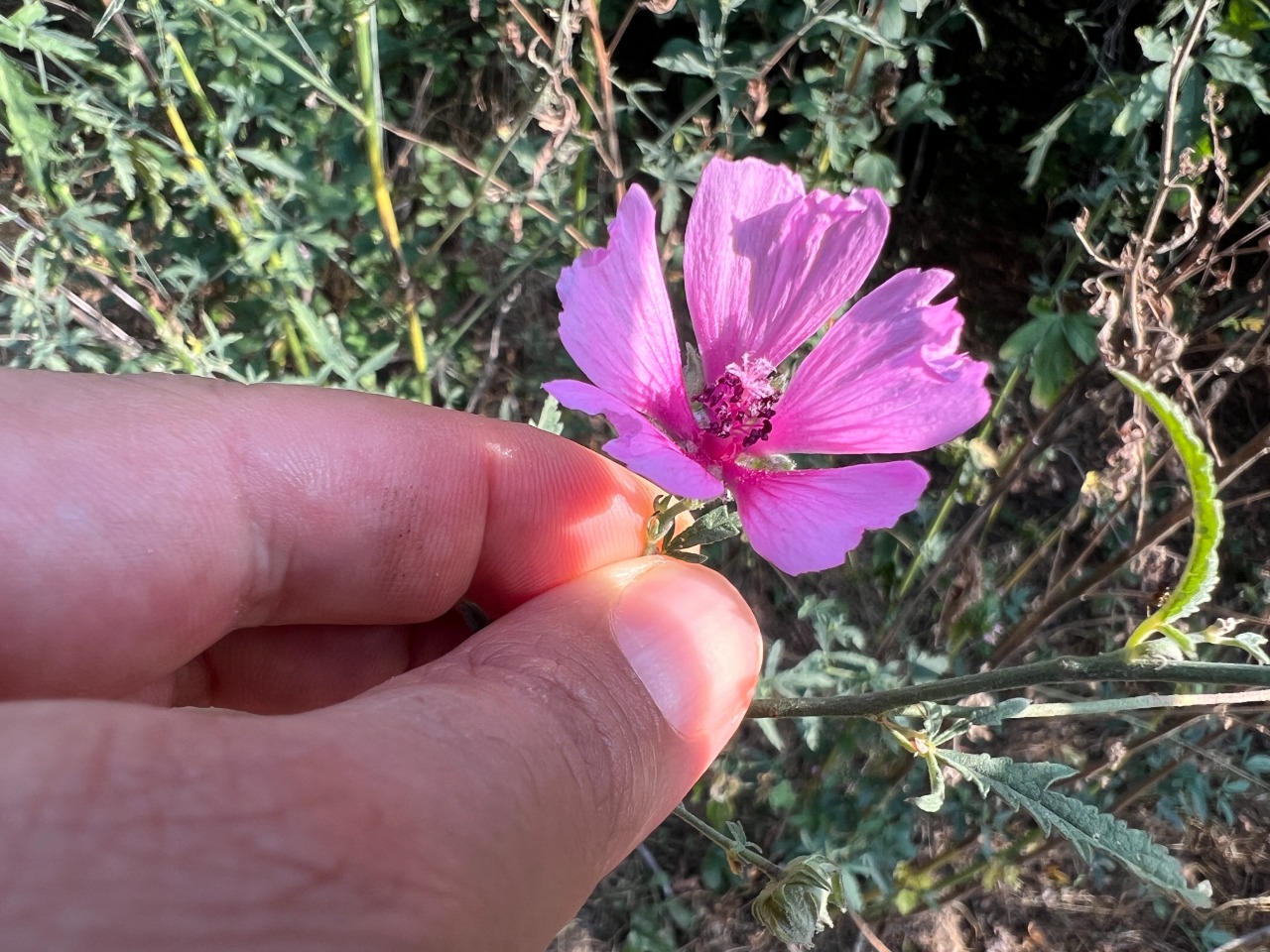 Althaea cannabina