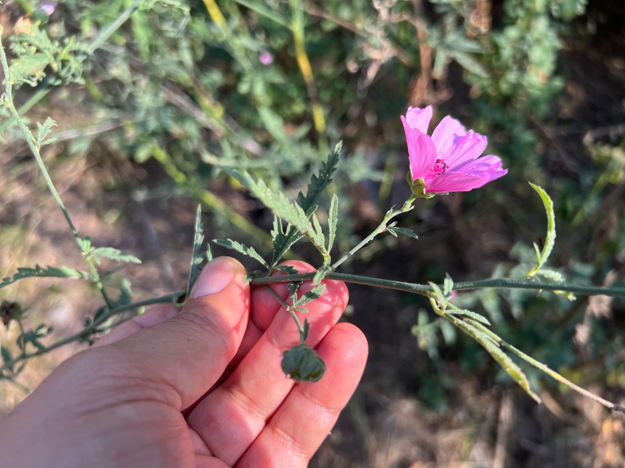 Althaea cannabina