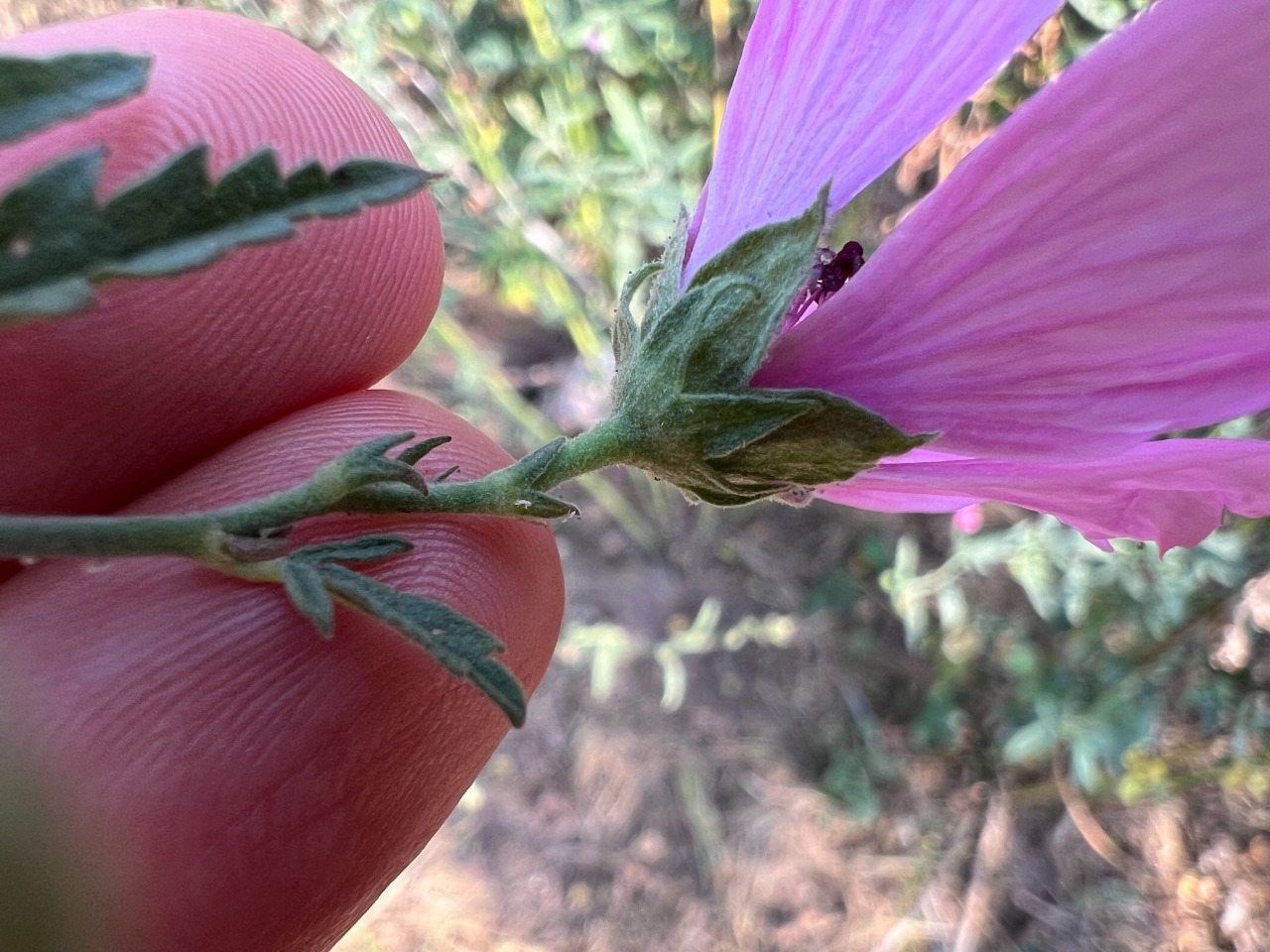 Althaea cannabina