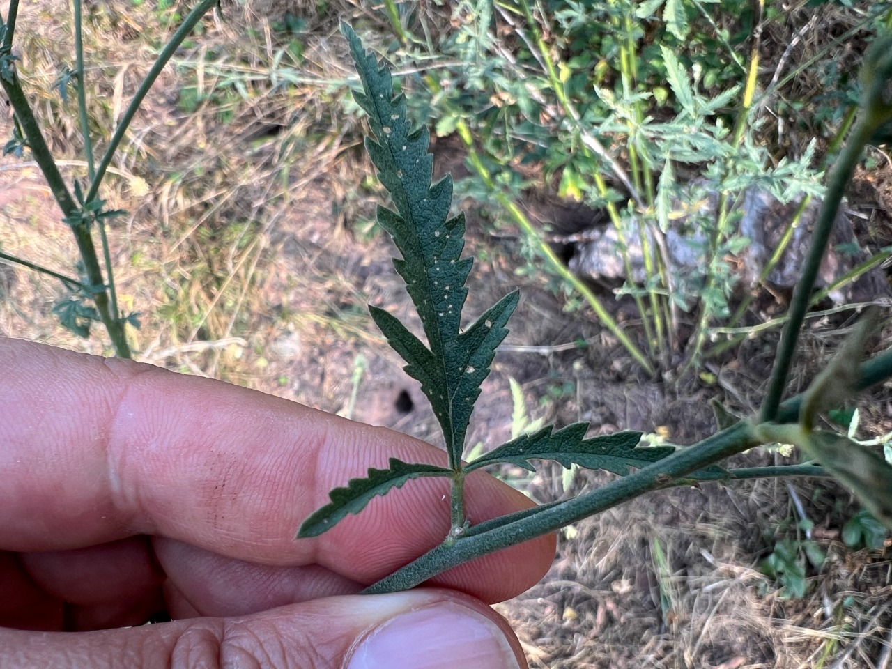 Althaea cannabina