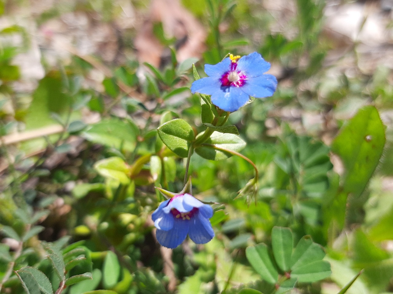 Anagallis arvensis var. caerulea