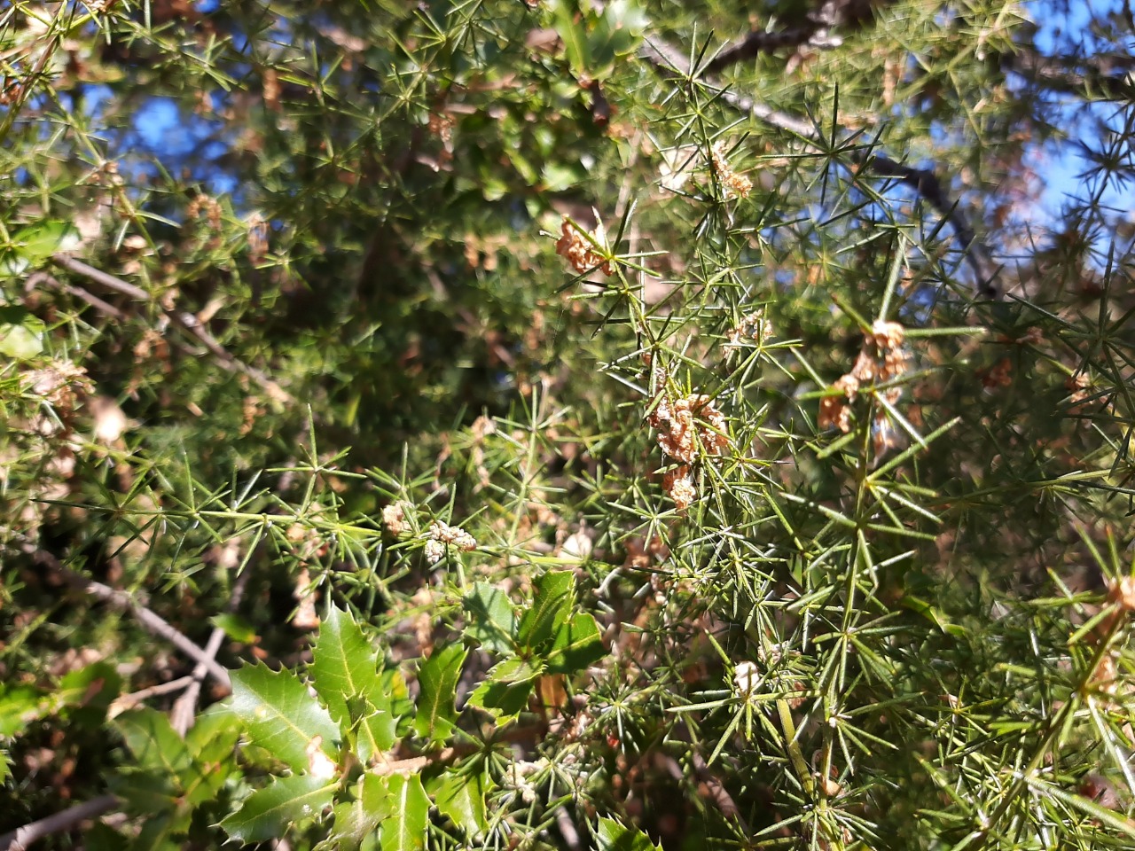 Asparagus aphyllus subsp. orientalis