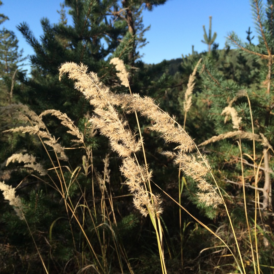 Calamagrostis epigeios