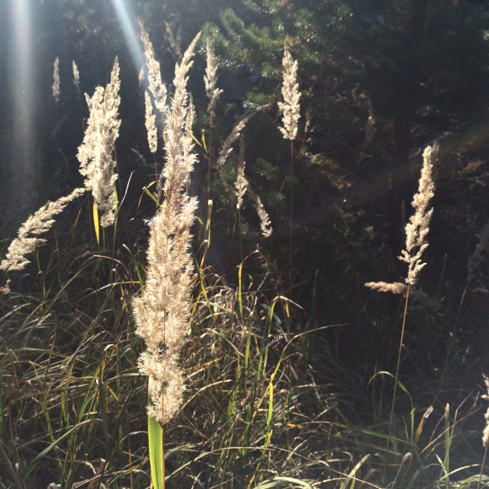 Calamagrostis epigeios