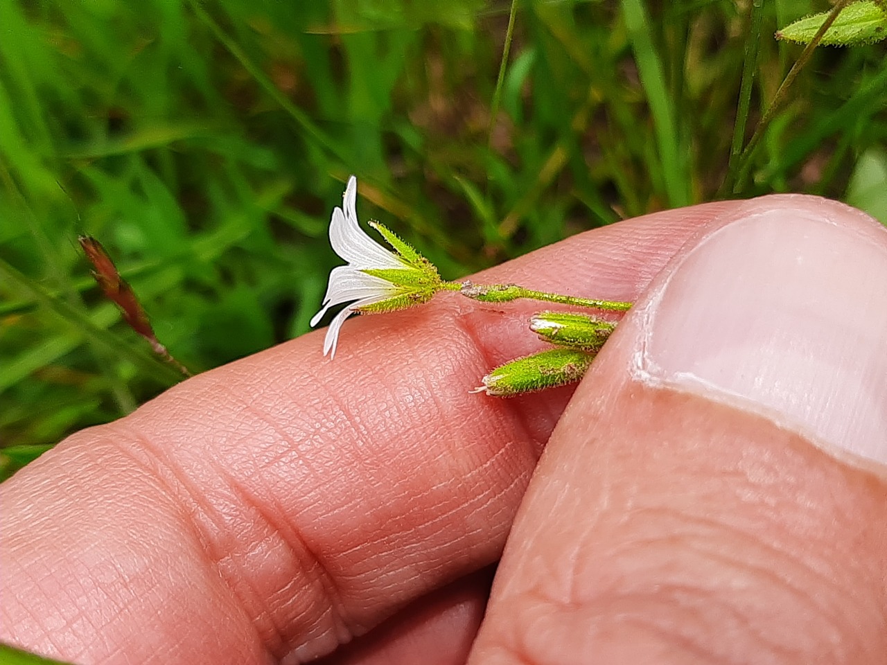 Cerastium fontanum subsp. vulgare