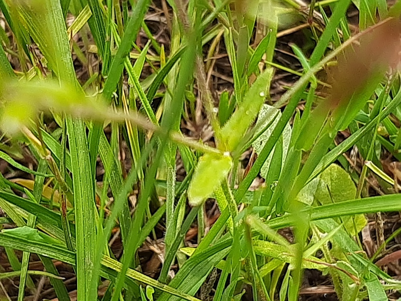 Cerastium fontanum subsp. vulgare