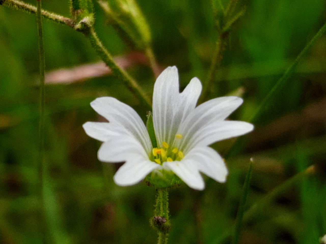 Cerastium fontanum subsp. vulgare