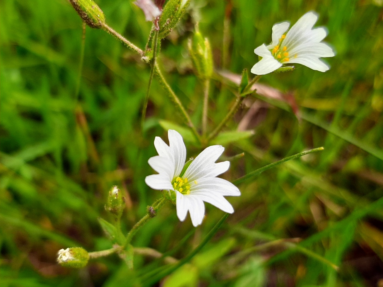 Cerastium fontanum subsp. vulgare