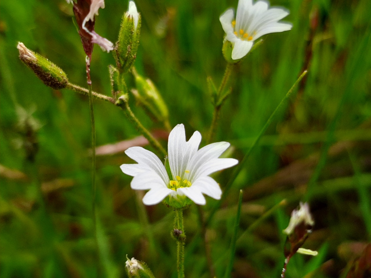 Cerastium fontanum subsp. vulgare