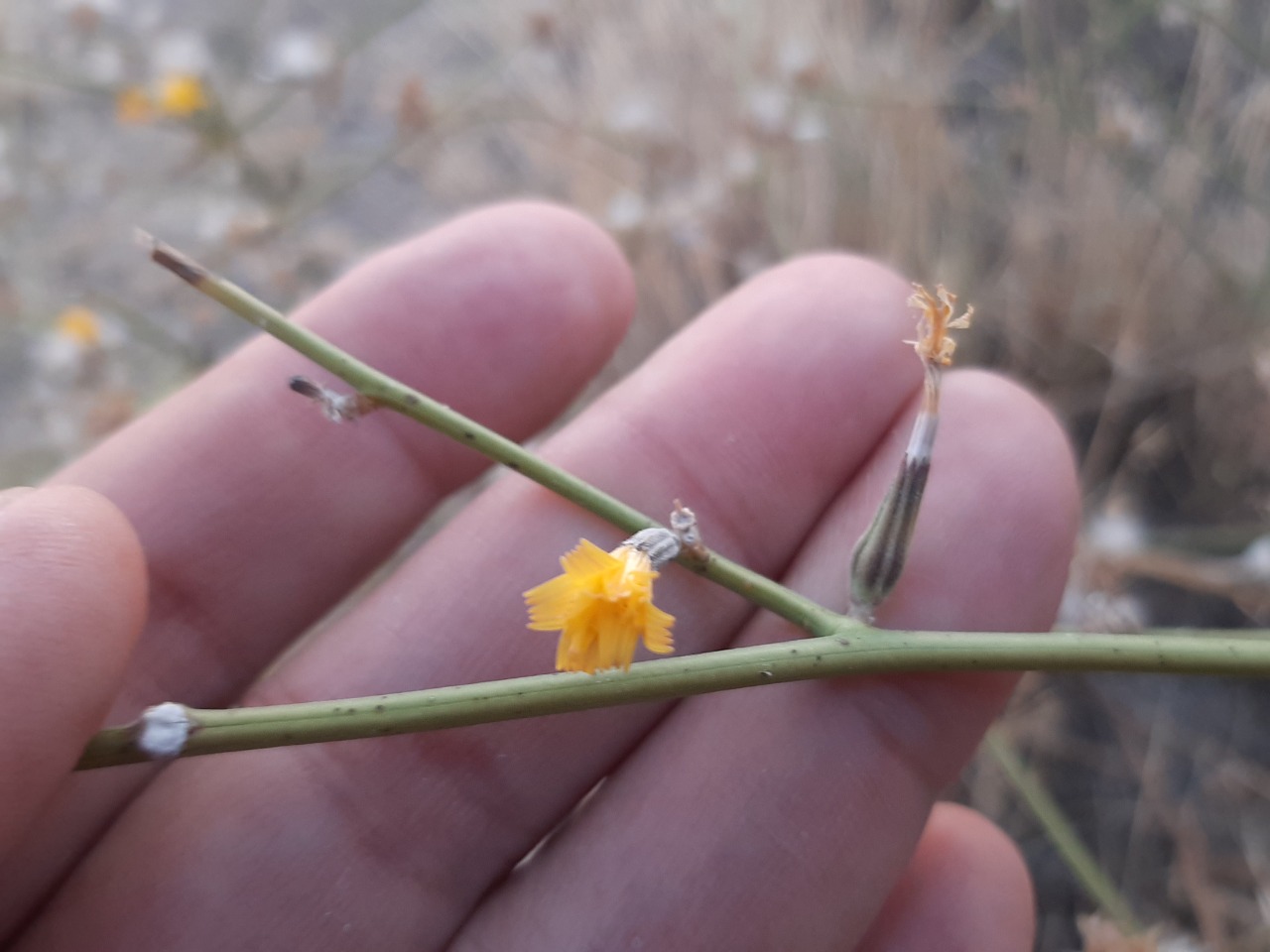 Chondrilla juncea