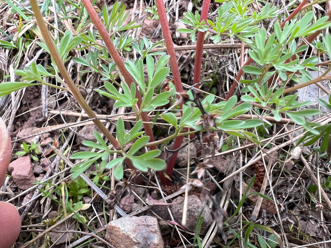 Corydalis wendelboi subsp. congesta