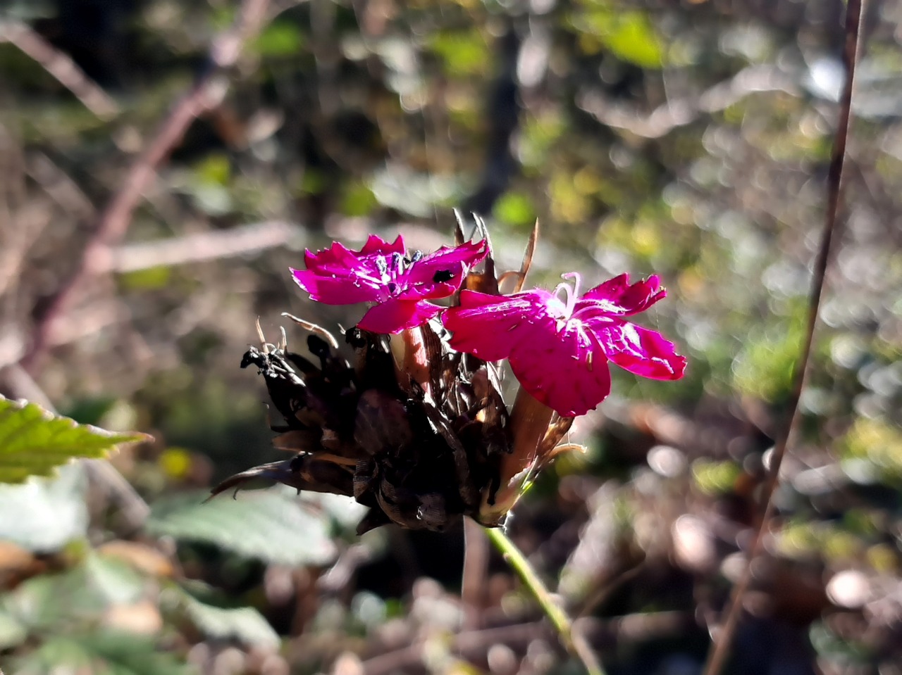 Dianthus carthusianorum