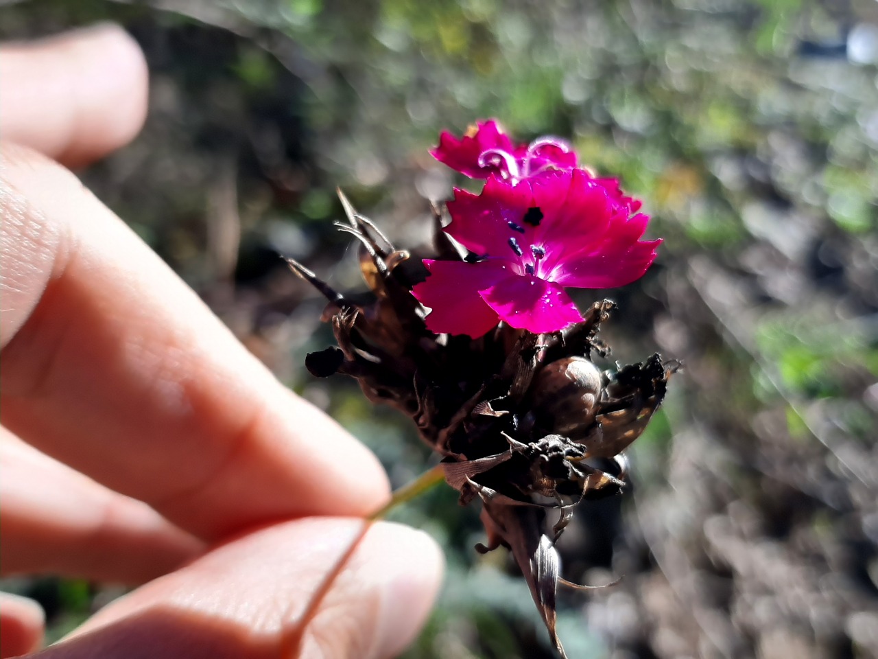 Dianthus carthusianorum