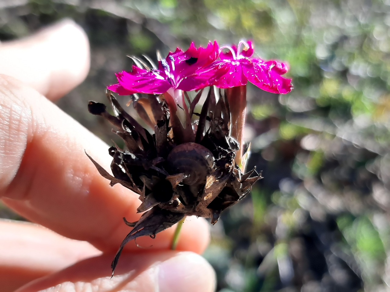 Dianthus carthusianorum