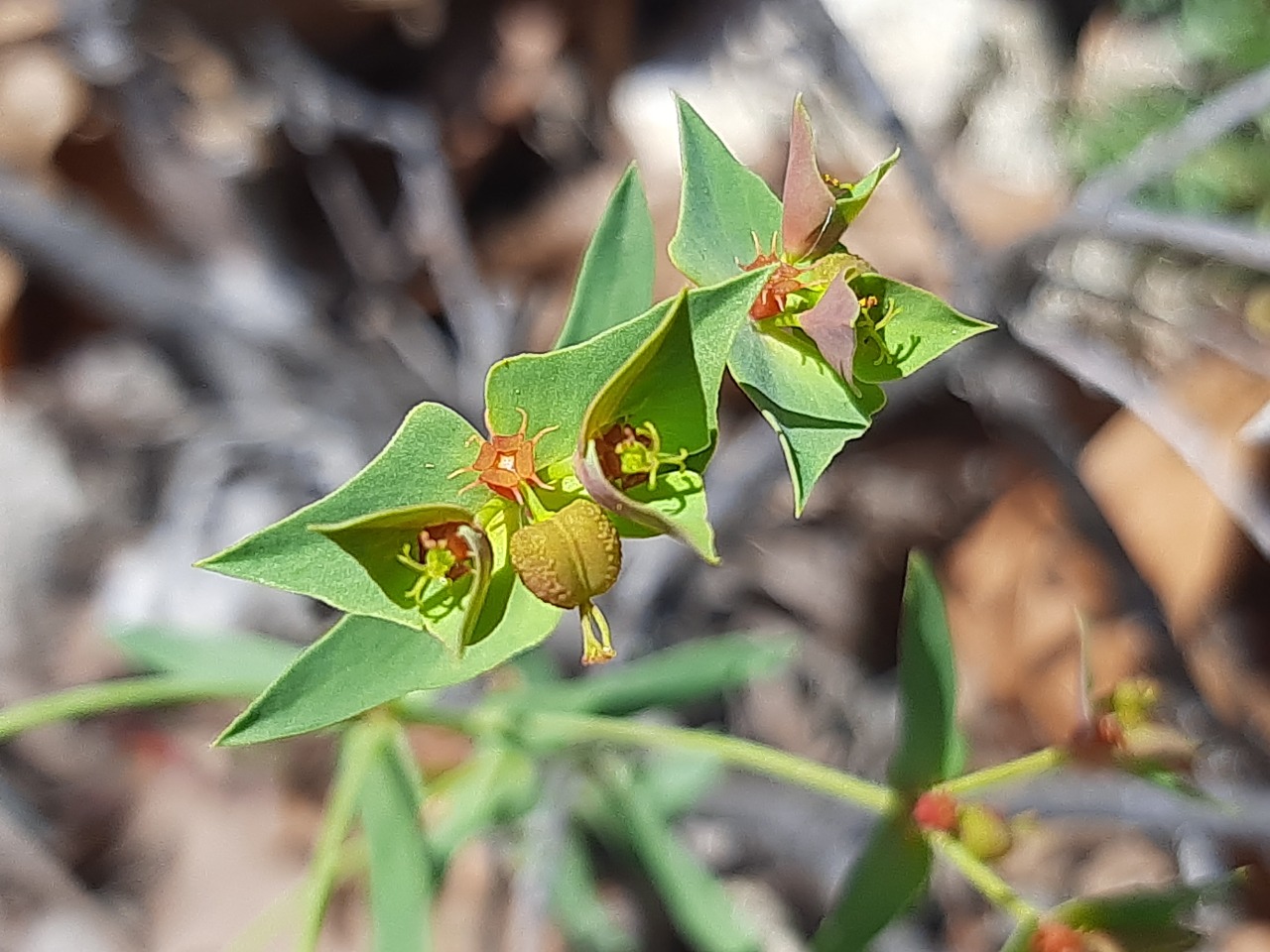 Euphorbia taurinensis
