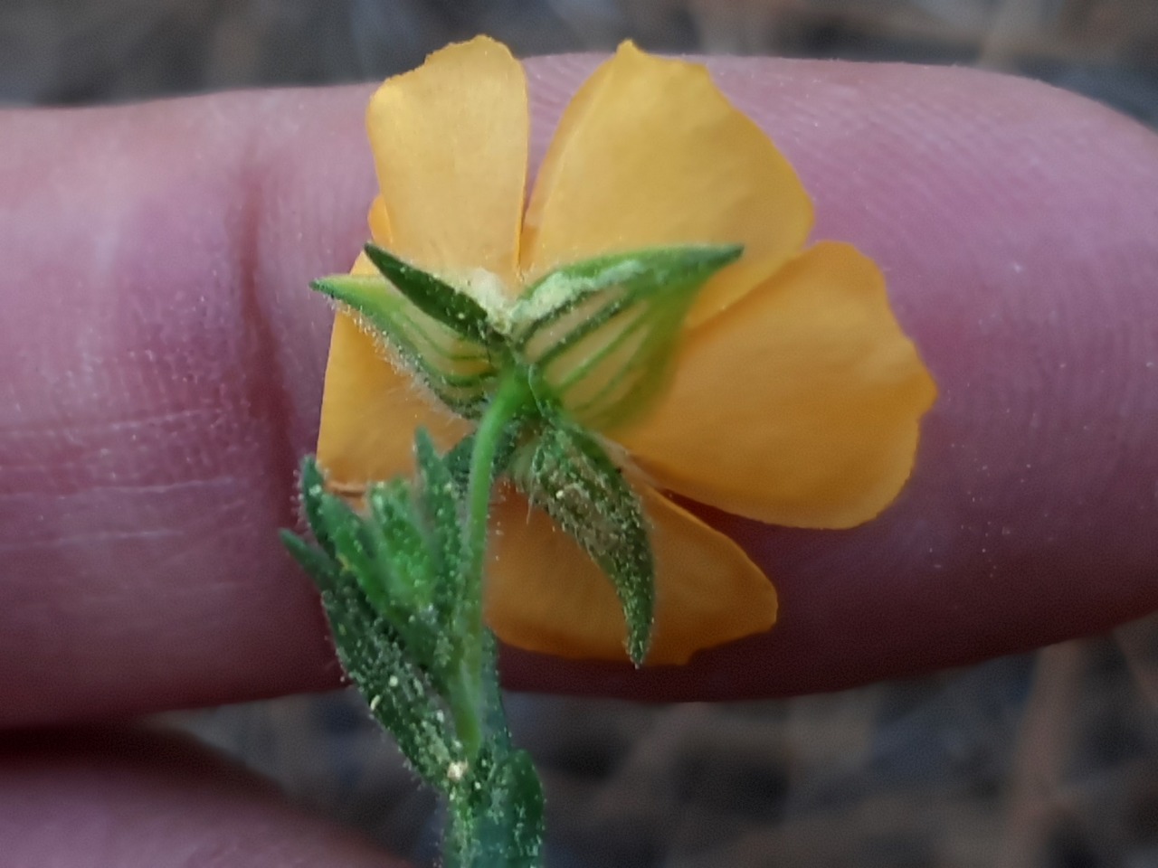 Fumana procumbens