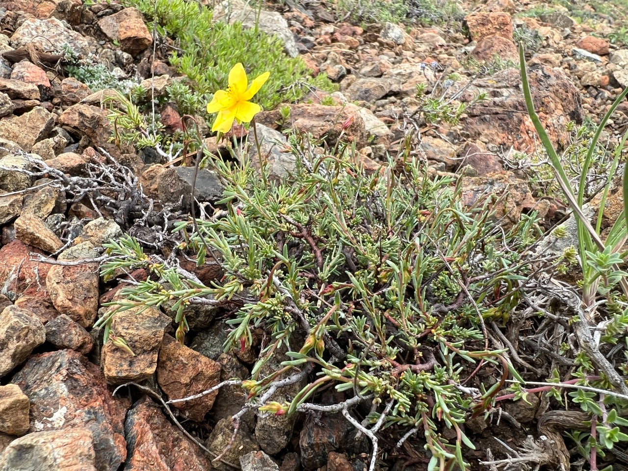 Fumana procumbens