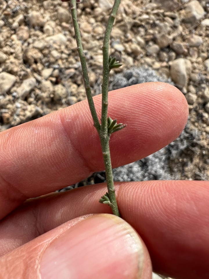 Fumana procumbens