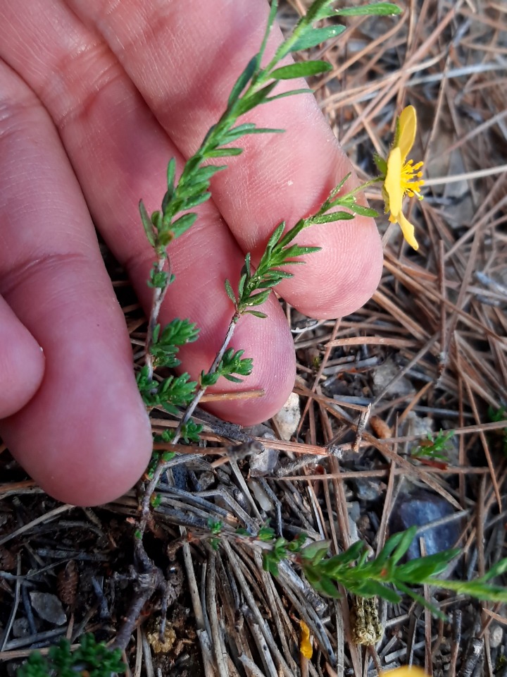 Fumana procumbens