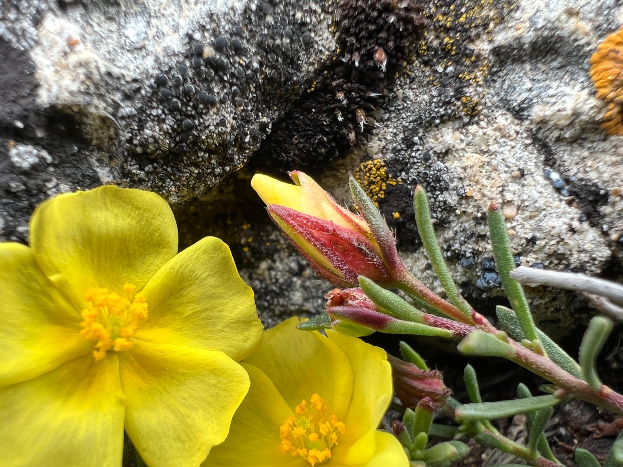 Fumana procumbens