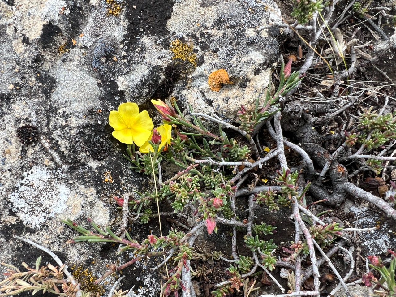 Fumana procumbens