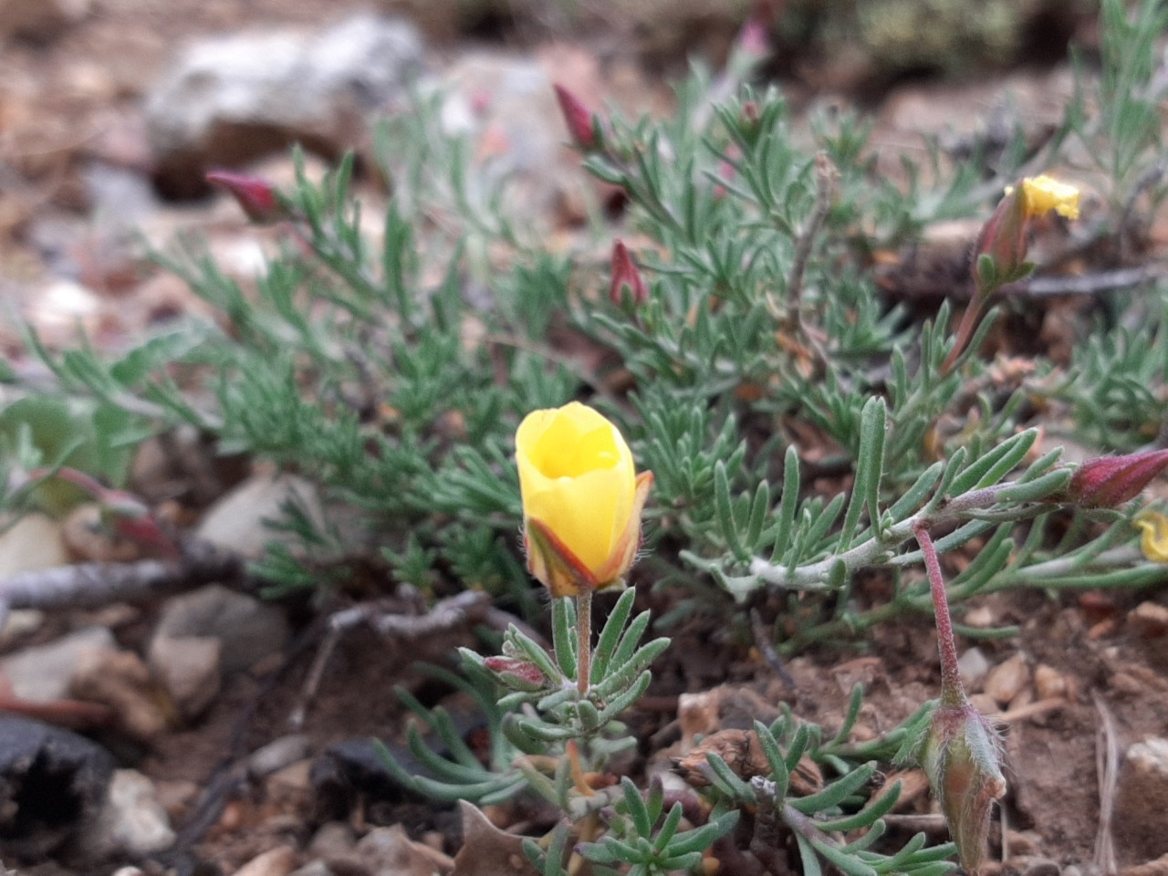 Fumana procumbens