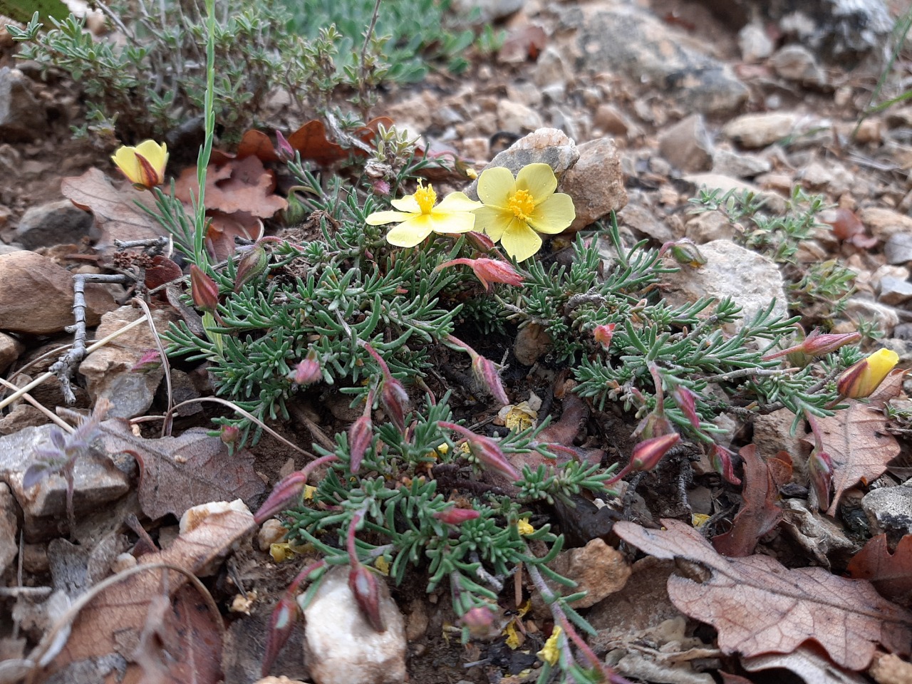 Fumana procumbens