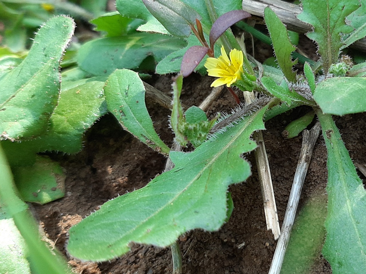 Hedypnois rhagadioloides subsp. cretica