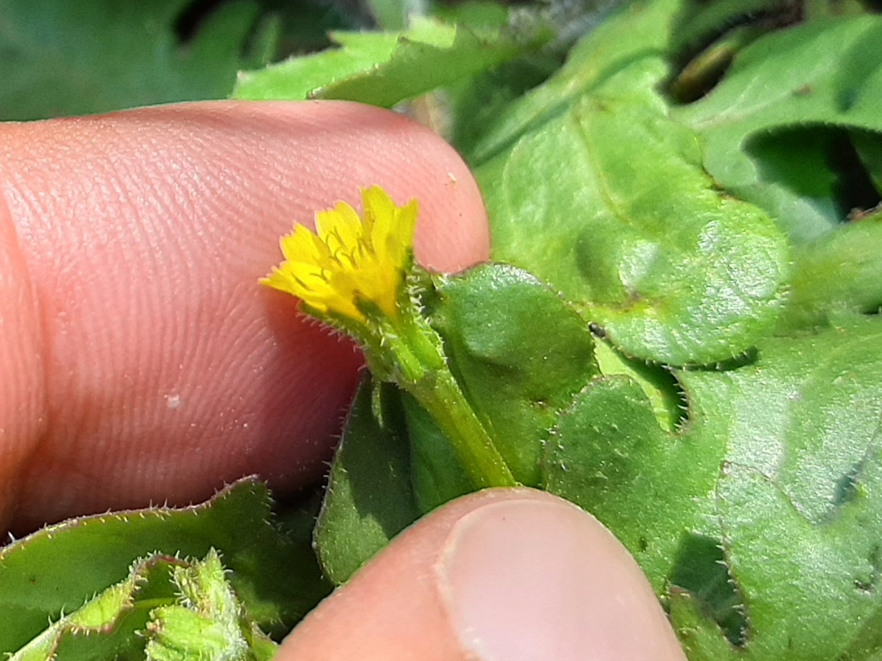 Hedypnois rhagadioloides subsp. cretica