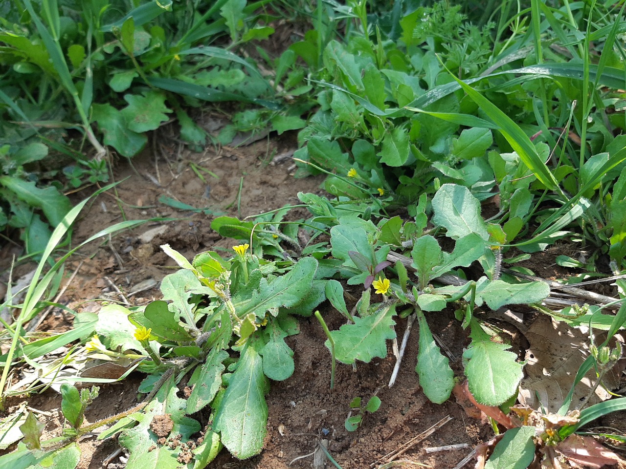 Hedypnois rhagadioloides subsp. cretica