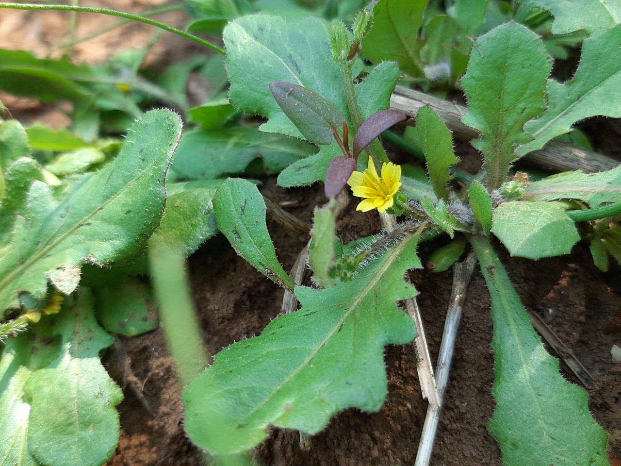 Hedypnois rhagadioloides subsp. cretica