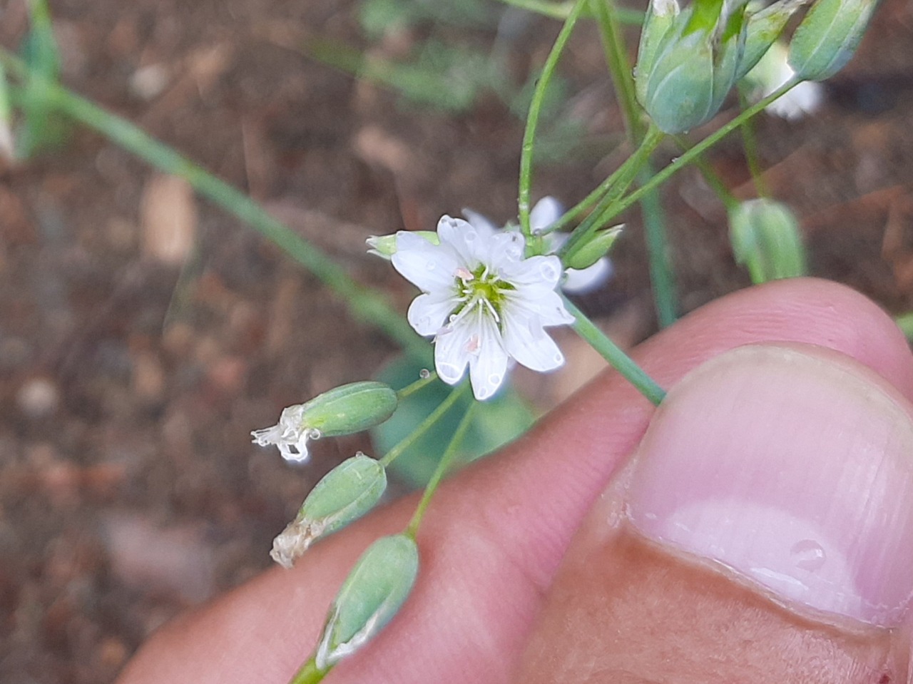 Holosteum marginatum