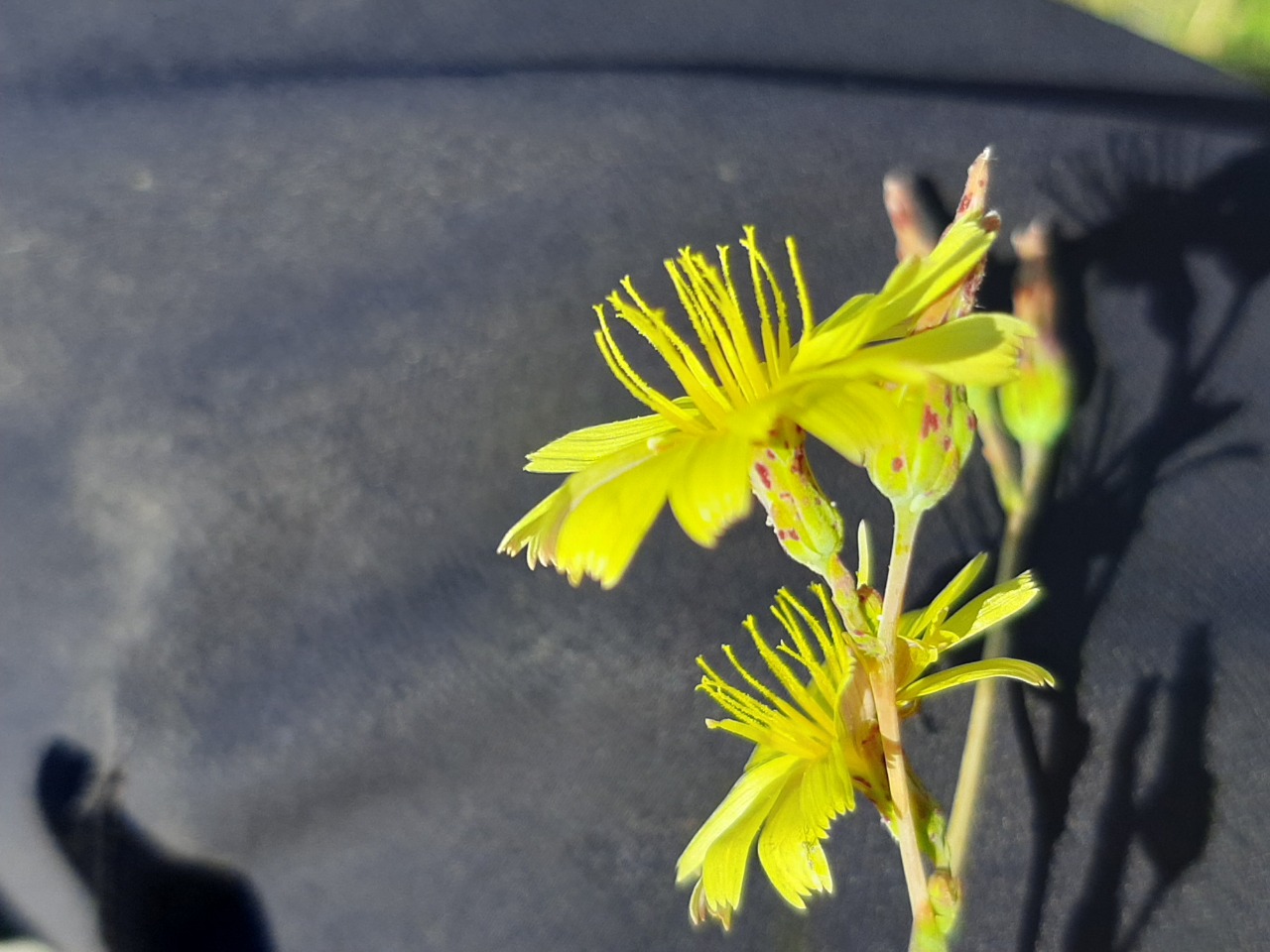 Lactuca saligna