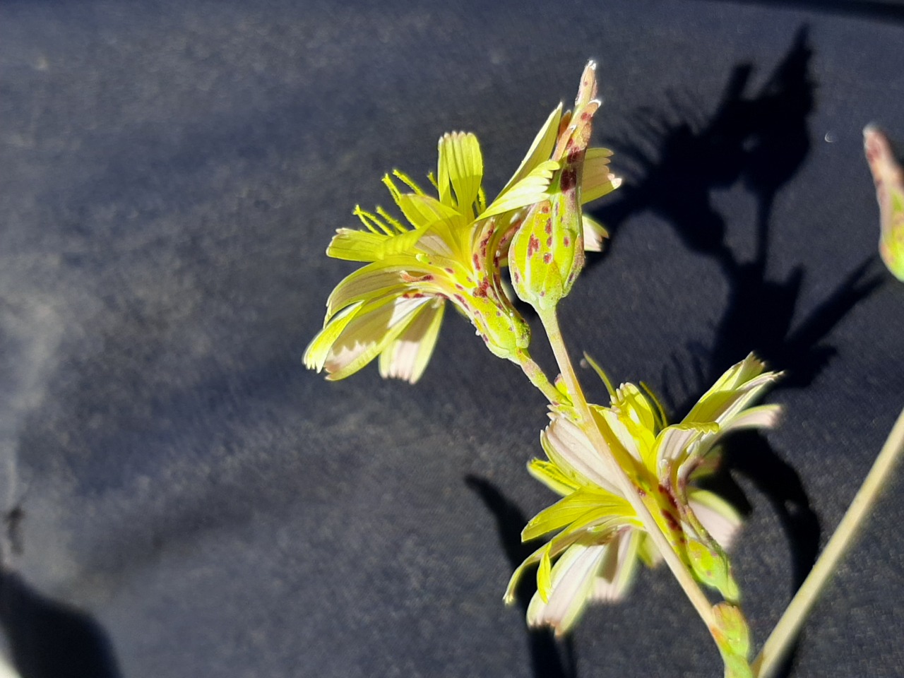 Lactuca saligna